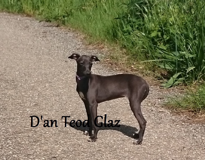 Lamig d'an Teod Glaz