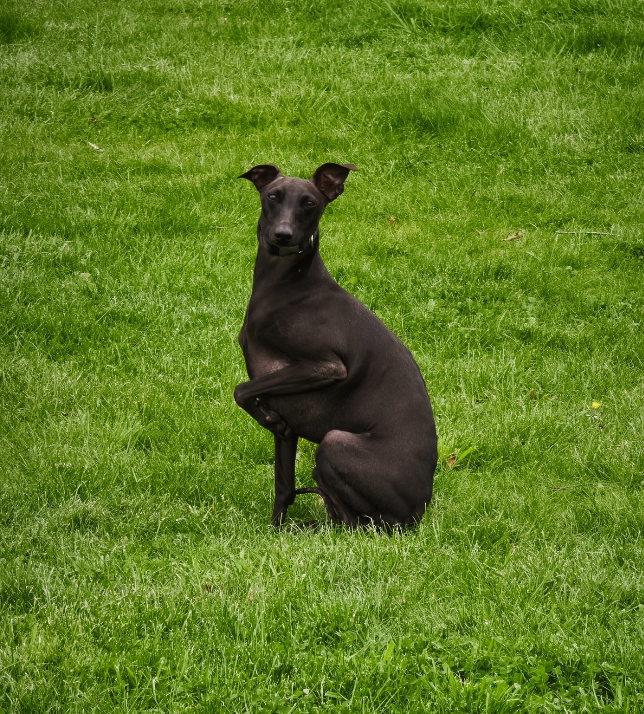 U'Negro de la cote d'argent (Sans Affixe)
