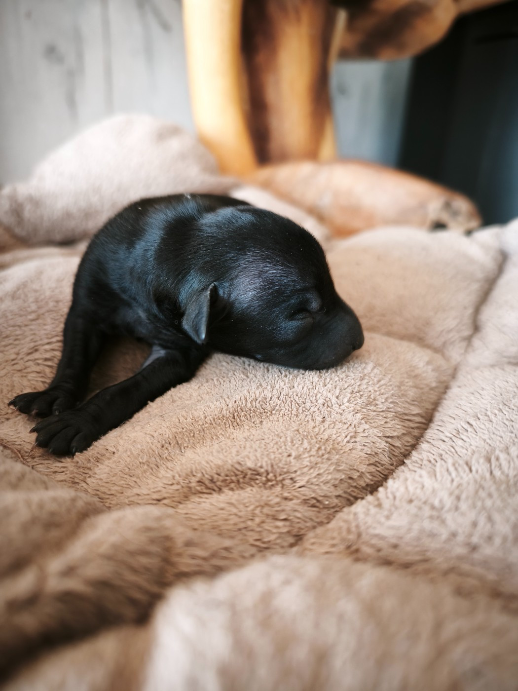 d'an Teod Glaz - Chiots disponibles - Petit Levrier Italien