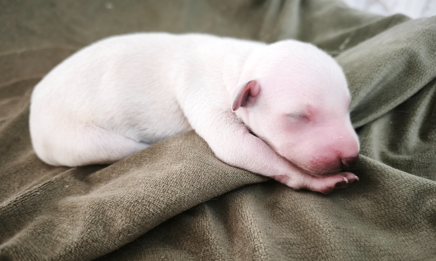 d'an Teod Glaz - Chiots disponibles - Petit Levrier Italien