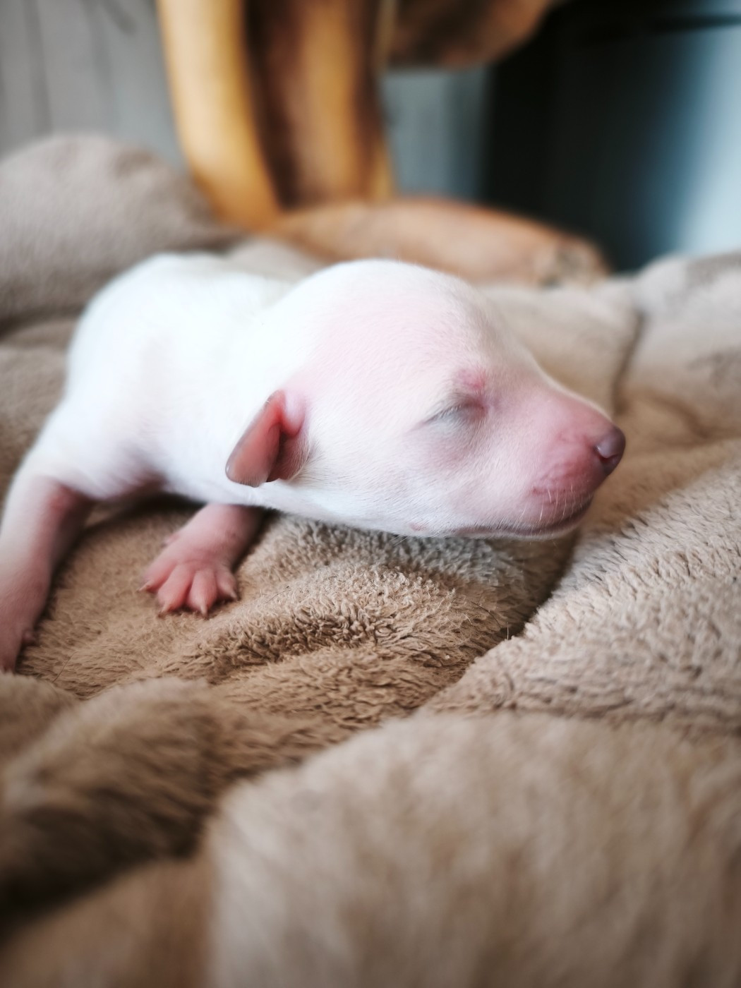 d'an Teod Glaz - Chiots disponibles - Petit Levrier Italien