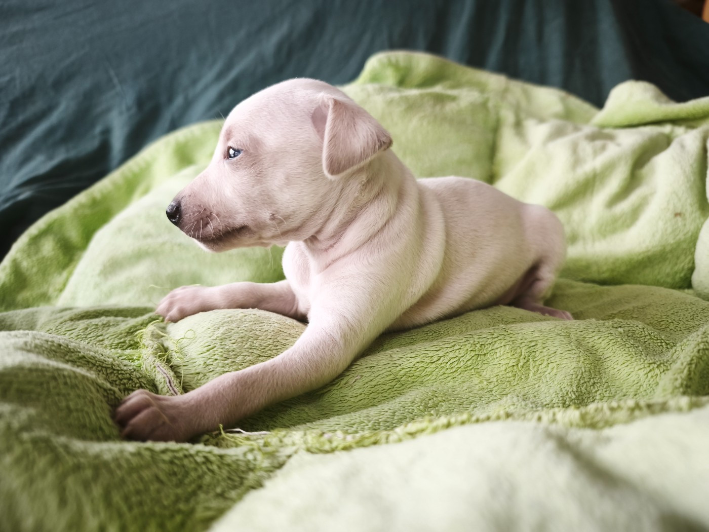 d'an Teod Glaz - Chiots disponibles - Petit Levrier Italien