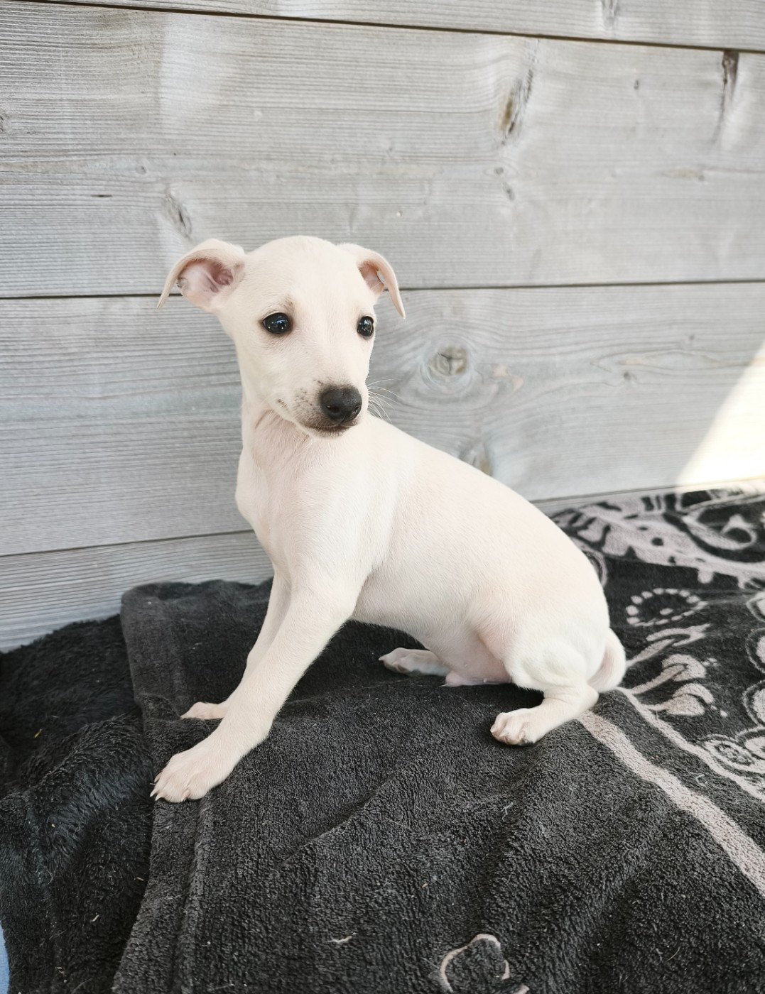 d'an Teod Glaz - Chiots disponibles - Petit Levrier Italien