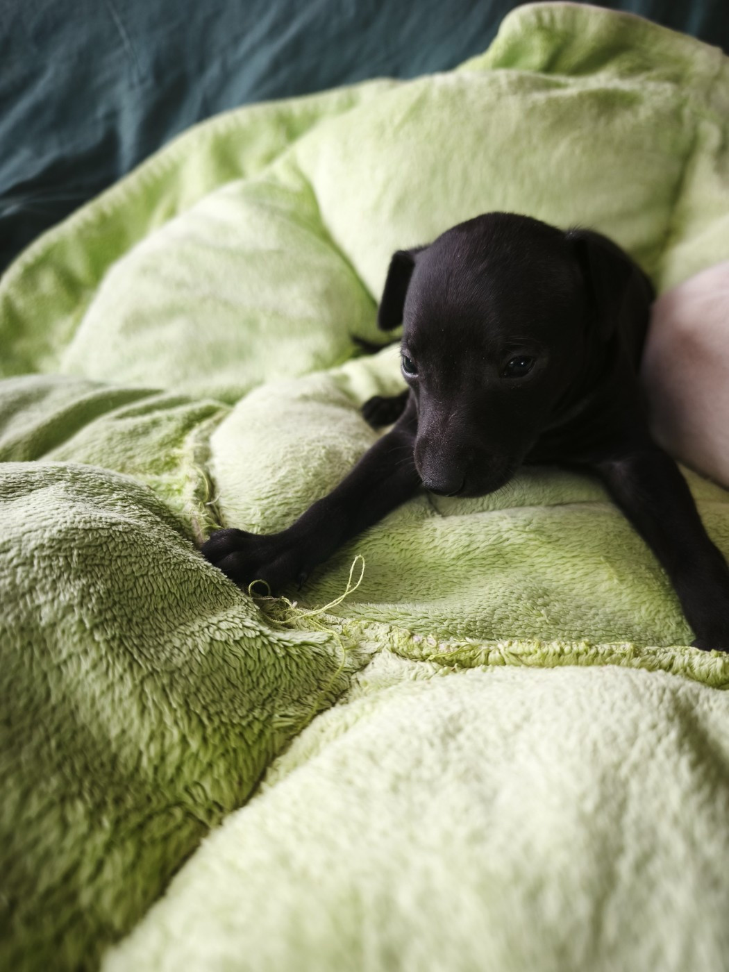 d'an Teod Glaz - Chiots disponibles - Petit Levrier Italien