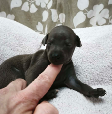 d'an Teod Glaz - Chiots disponibles - Petit Levrier Italien