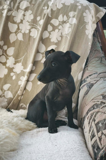 d'an Teod Glaz - Chiots disponibles - Petit Levrier Italien
