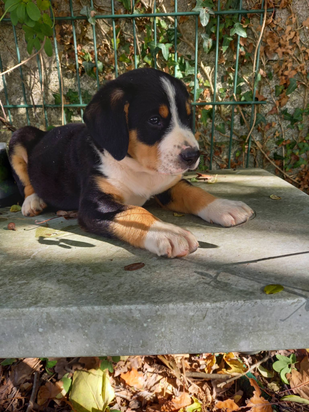 d'an Teod Glaz - Chiots disponibles - Bouvier de l'Entlebuch