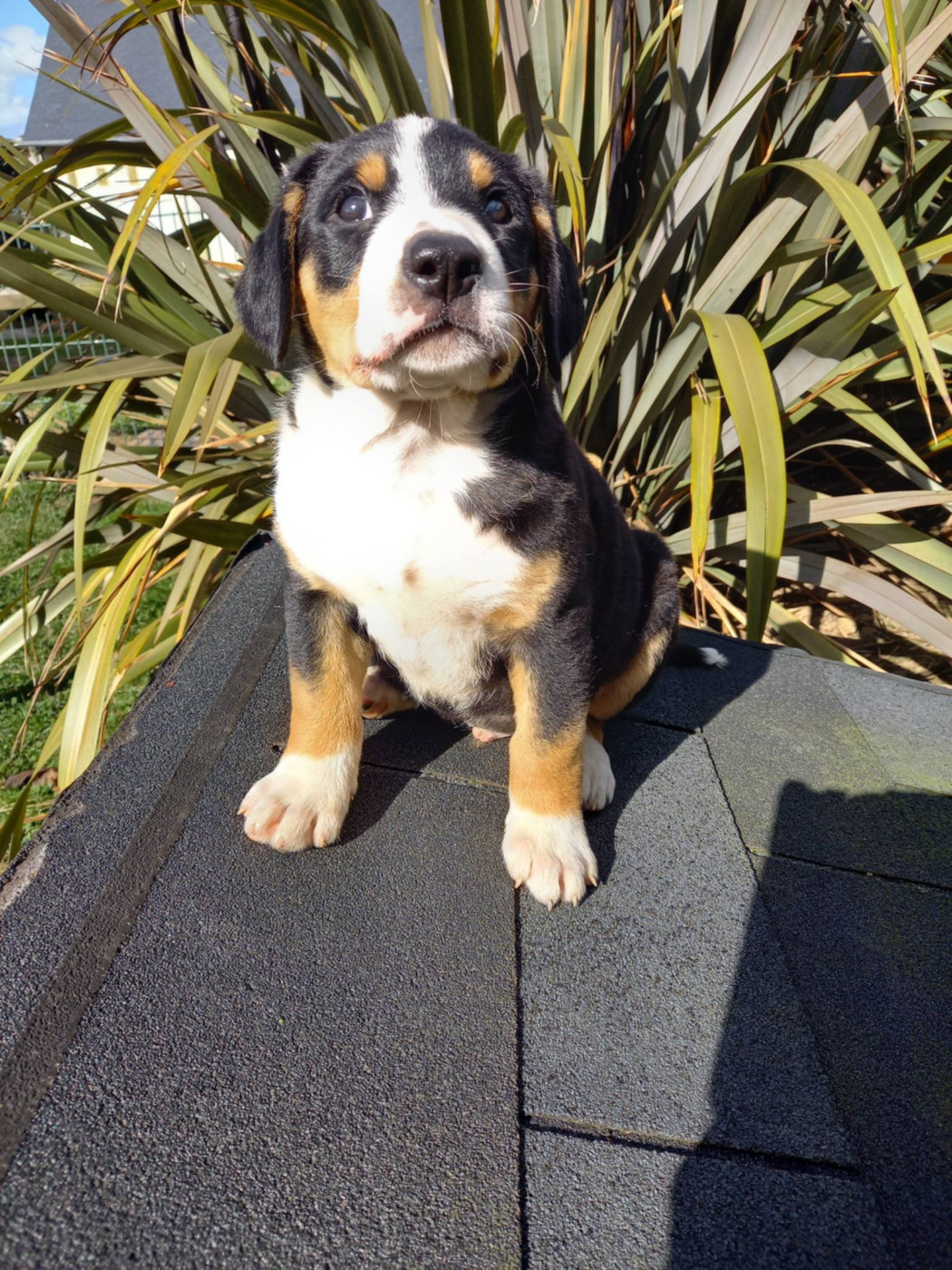 d'an Teod Glaz - Chiots disponibles - Bouvier de l'Entlebuch