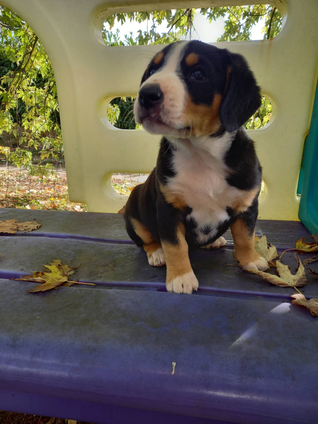 d'an Teod Glaz - Chiots disponibles - Bouvier de l'Entlebuch