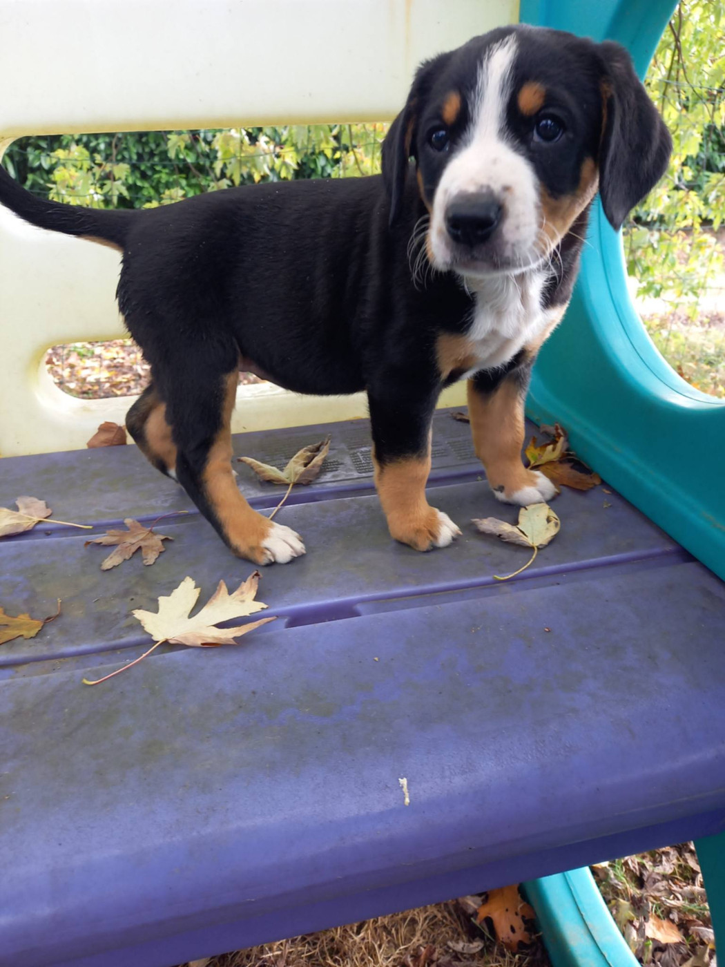d'an Teod Glaz - Chiots disponibles - Bouvier de l'Entlebuch
