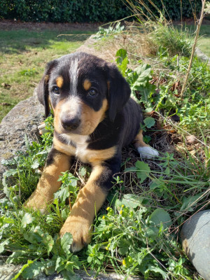 Chiot N°5