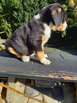 Chiot N°3