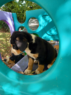 Chiot N°8